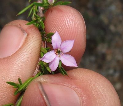 Coleonema aspalathoides, photographed by Brian du Preez