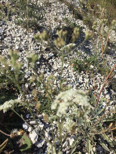 Pimpinella tragium, photographed by Елена Патерикина