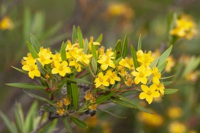 Tristania neriifolia, photographed by dhfischer