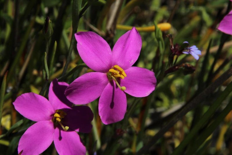 Chironia decumbens, photographed by Tony Rebelo