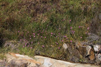 Chironia decumbens, photographed by Tony Rebelo