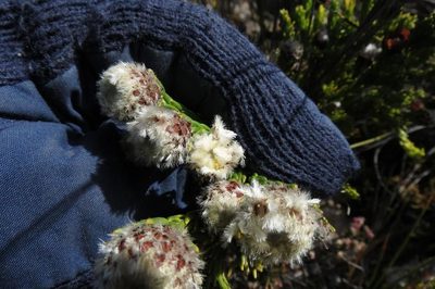 Leucadendron sorocephalodes, photographed by Brian du Preez