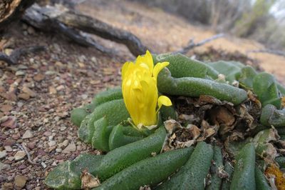 Glottiphyllum nelii, photographed by Brian du Preez