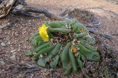 Glottiphyllum nelii, photographed by Brian du Preez