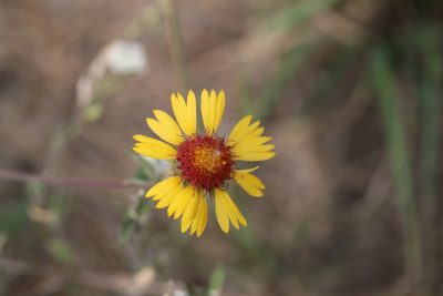 Gaillardia aristata, photographed by Steven Bodzin