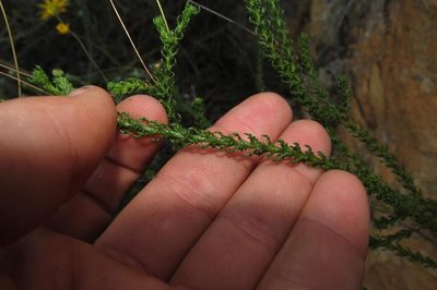 Euryops munitus, photographed by Brian du Preez