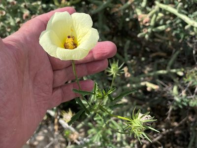 Hibiscus coulteri