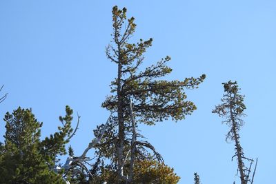 Pinus albicaulis, photographed by Ben Meredyk