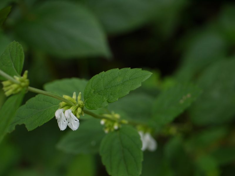 Leucas decemdentata, photographed by Dinesh Valke