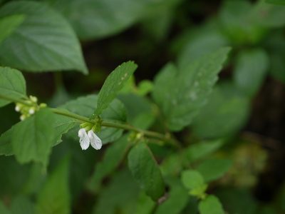 Leucas decemdentata, photographed by Dinesh Valke