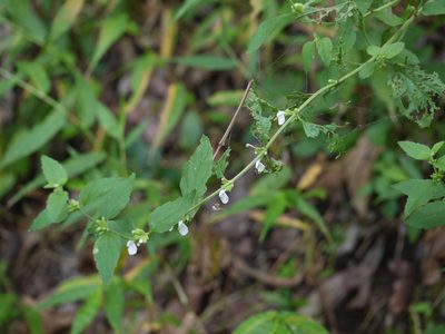 Leucas decemdentata, photographed by Dinesh Valke