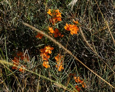 Talinum aurantiacum