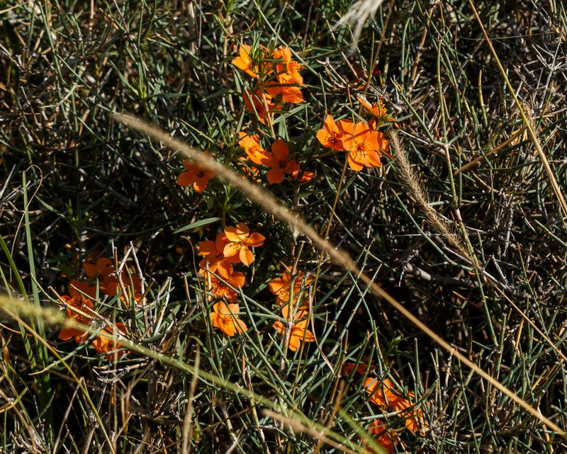 Talinum aurantiacum, photographed by Meghan Cassidy