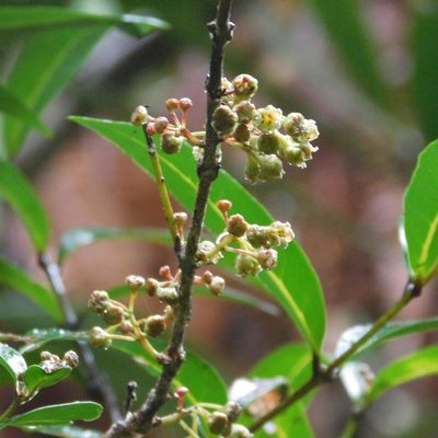 Mida salicifolia, photographed by Stephen Thorpe