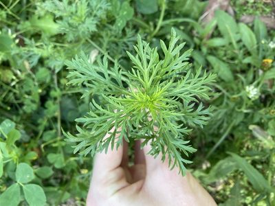 Lepidium bonariense, photographed by Thomas Mesaglio