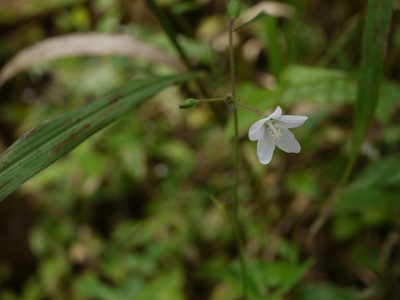 Hibiscus lobatus, photographed by Dinesh Valke
