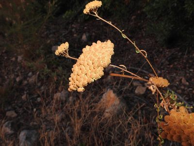 Achillea ageratum, photographed by Duarte Frade