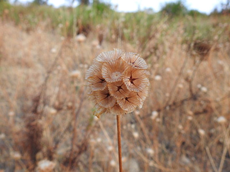Lomelosia simplex, photographed by Duarte Frade