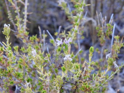 Thymbra capitata, photographed by Duarte Frade