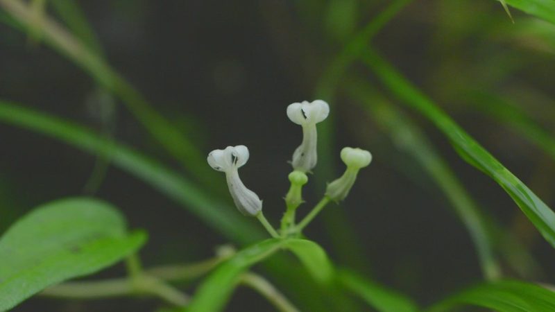 Ceropegia santapaui, photographed by S.MORE