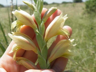 Gladiolus sericeovillosus, photographed by Antoinette Eyssell Knox