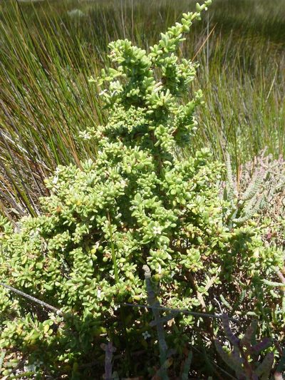 Lycium tetrandrum, photographed by Andrew Hankey