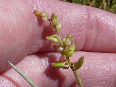 Triglochin bulbosa, photographed by Andrew Hankey