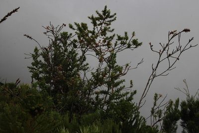 Cliffortia grandifolia, photographed by Tony Rebelo