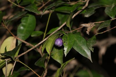 Syzygium oleosum, photographed by Greg Tasney