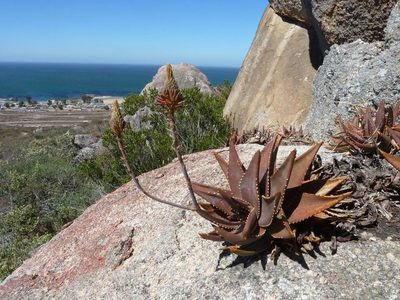 Aloe distans, photographed by Andrew Hankey