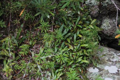Elaphoglossum angustatum, photographed by Tony Rebelo