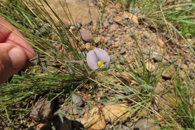 Lotononis azurea, photographed by Brian du Preez