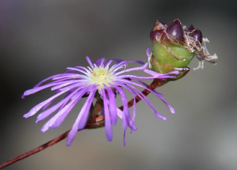 Erepsia gracilis, photographed by Tony Rebelo