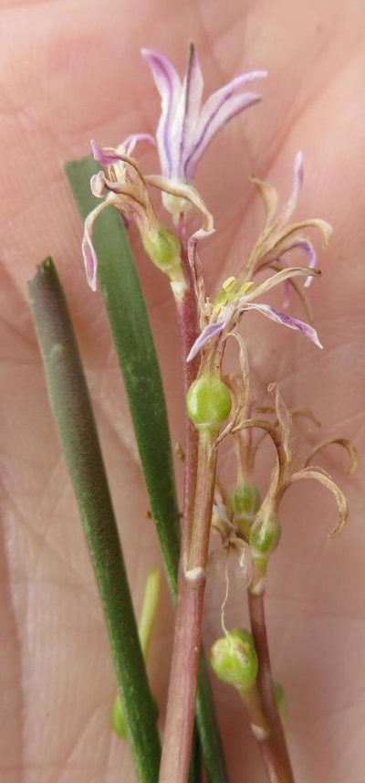 Lachenalia corymbosa, photographed by linkie