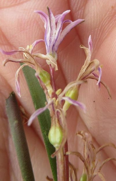 Lachenalia corymbosa, photographed by linkie