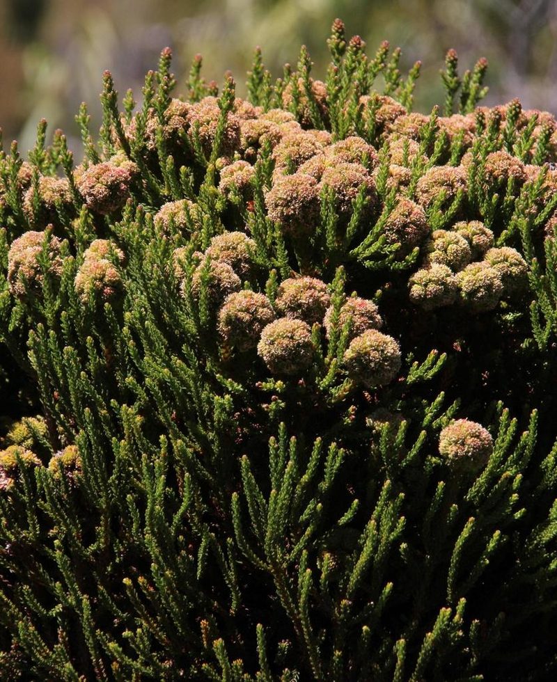 Brunia powrieae, photographed by Tony Rebelo