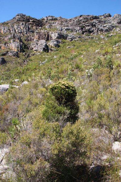 Brunia powrieae, photographed by Tony Rebelo