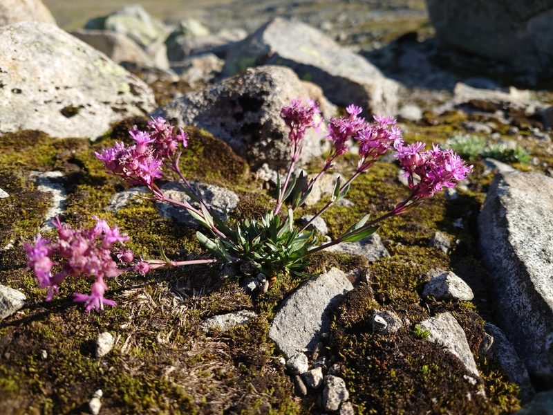Viscaria alpina, photographed by Michal Torma