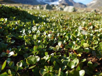 Salix herbacea, photographed by Michal Torma