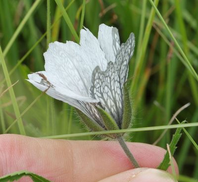 Monsonia attenuata, photographed by Alan Manson