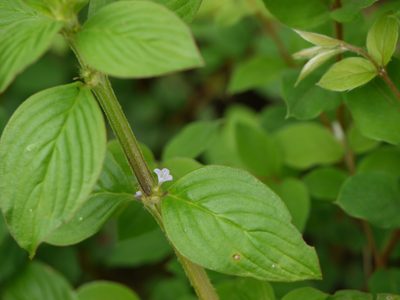 Spermacoce latifolia, photographed by Dinesh Valke
