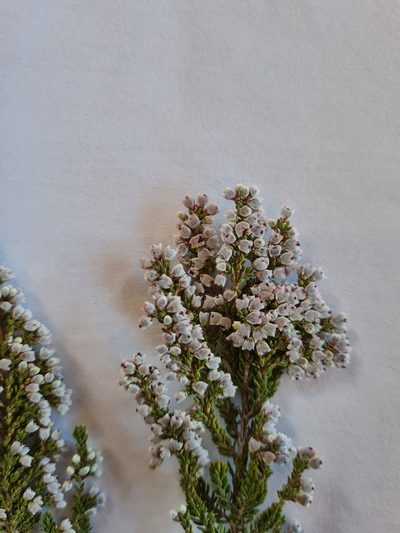 Erica setacea, photographed by Rebecca Dames