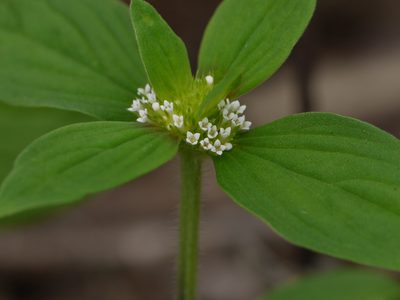 Spermacoce ocymoides, photographed by Dinesh Valke