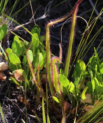 Drosera regia, photographed by Tony Rebelo