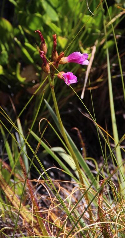Drosera regia, photographed by Tony Rebelo