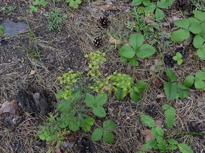 Patrinia rupestris, photographed by Анна Васильченко