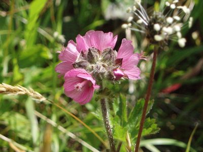 Sidalcea hirtipes, photographed by Lindsey K. Wise