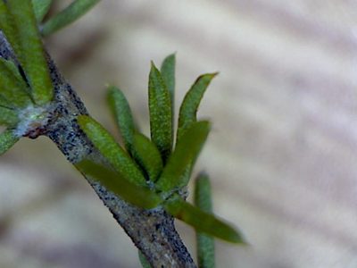 Aspalathus albens, photographed by Jacques van der Merwe