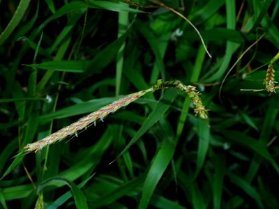Ischaemum ciliare, photographed by Jacy Chen