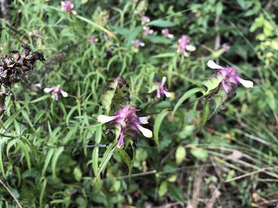 Melampyrum cristatum, photographed by Jason Grant